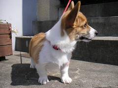 Resize of PICT0766_thumb.jpg